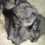 interesting_facts_about_bat2