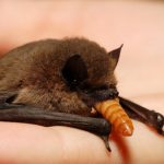 Interesting_Facts_About_Bat3