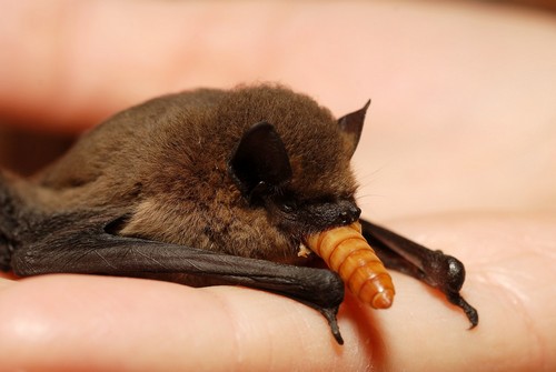 Interesting_Facts_About_Bat3