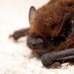 interesting_facts_about_bat4