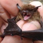 interesting_facts_about_bat6