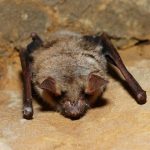 Interesting_Facts_About_Bat7