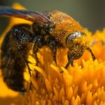 interesting_facts_about_bee1