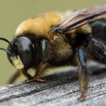 interesting_facts_about_bee5