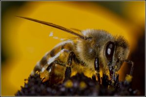 interesting_facts_about_bee8
