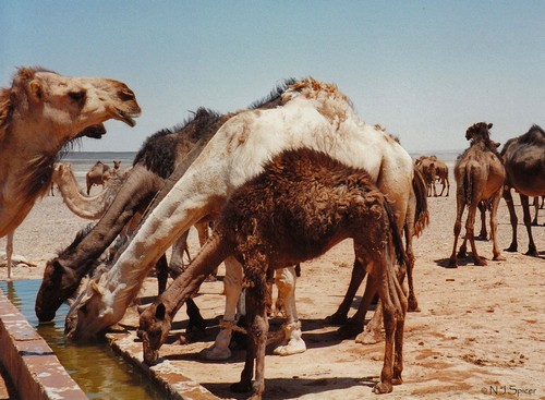interesting_facts_about_camel2