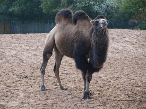 interesting_facts_about_camel3