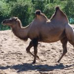 interesting_facts_about_camel4