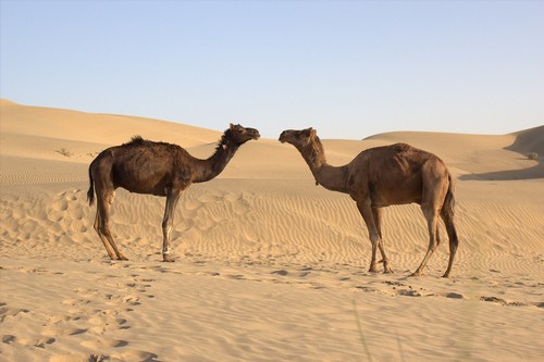 interesting_facts_about_camel5