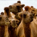 interesting_facts_about_camel6