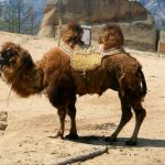 interesting_facts_about_camel7