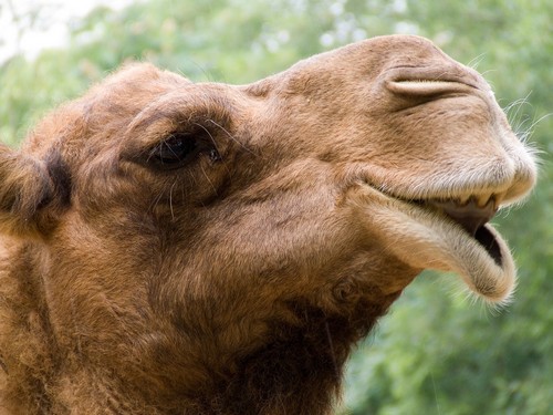 Interesting_Facts_About_Camel8-ap