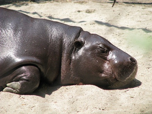 interesting_facts_about_hippo1