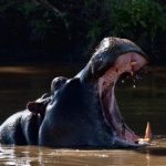 interesting_facts_about_hippo4