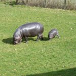 interesting_facts_about_hippo5