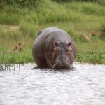 interesting_facts_about_hippo7