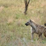 interesting_facts_about_hyena1