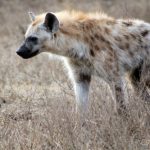 interesting_facts_about_hyena2