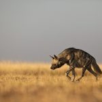 interesting_facts_about_hyena3