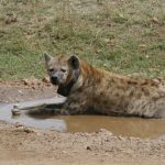 interesting_facts_about_hyena4