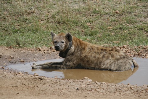 interesting_facts_about_hyena4