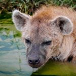 interesting_facts_about_hyena5