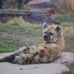 interesting_facts_about_hyena6