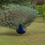 interesting_facts_about_peacocks1