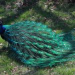 interesting_facts_about_peacocks2