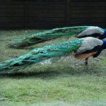 interesting_facts_about_peacocks3