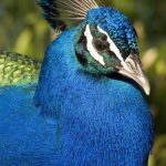 interesting_facts_about_peacocks4