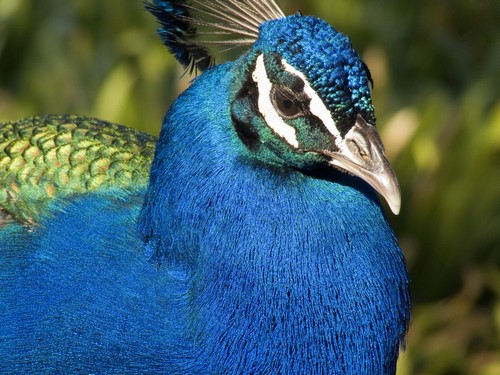 interesting_facts_about_peacocks4