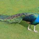 interesting_facts_about_peacocks5