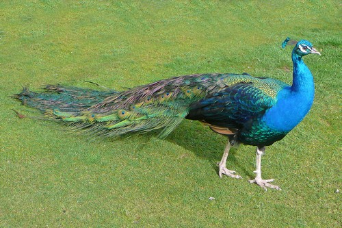 interesting_facts_about_peacocks5
