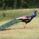 interesting_facts_about_peacocks6