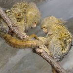 interesting_facts_about_pygmy-marmoset1