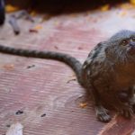 interesting_facts_about_pygmy-marmoset2