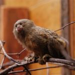 interesting_facts_about_pygmy-marmoset3