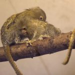 interesting_facts_about_pygmy-marmoset5