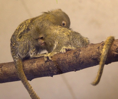 interesting_facts_about_pygmy-marmoset5