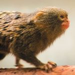 interesting_facts_about_pygmy-marmoset7