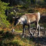 interesting_facts_about_reindeer6