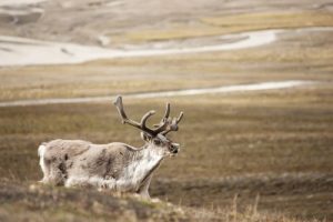 interesting_facts_about_reindeer8