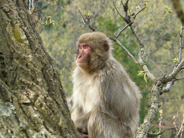 monkey-6