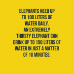 elephant-facts-for-kids