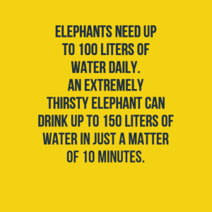 elephant facts for kids