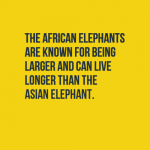 facts-about-elephants
