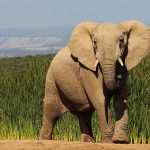 interesting-facts-elephants