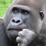 interesting_facts_about_gorilla2