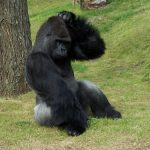 interesting_facts_about_gorilla3